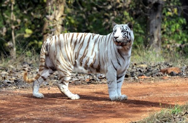 White Tiger Rewa Today