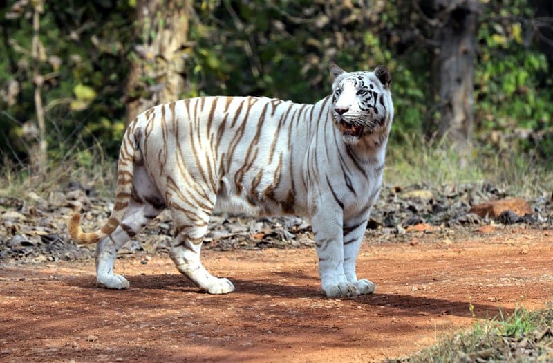 White Tiger Rewa Today