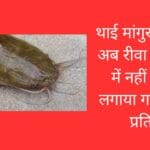 थाई मांगुर मछलियों अब रीवा के बाजार में नहीं दिखेगी लगाया गया विक्रय प्रतिबंध