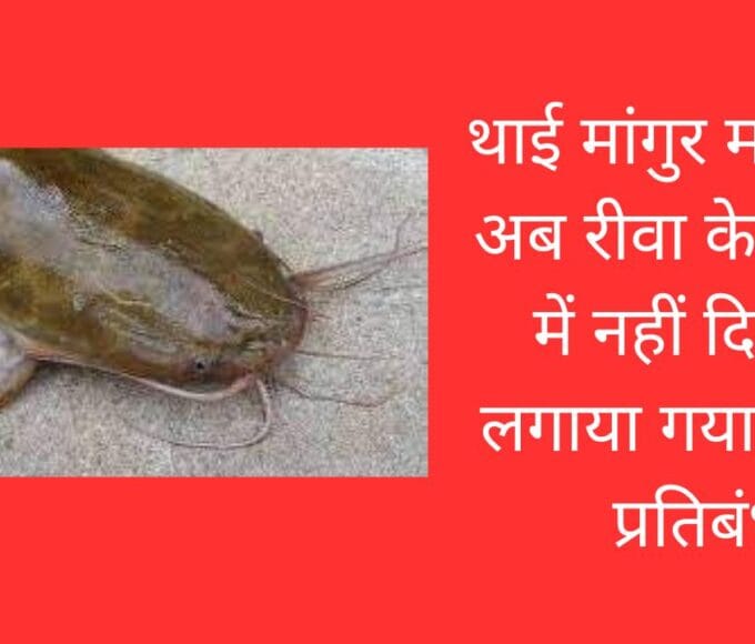 थाई मांगुर मछलियों अब रीवा के बाजार में नहीं दिखेगी लगाया गया विक्रय प्रतिबंध