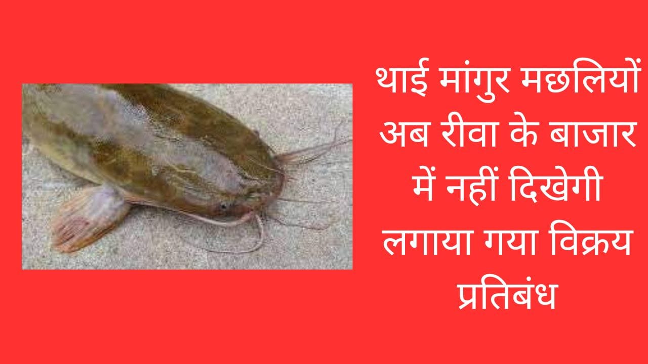थाई मांगुर मछलियों अब रीवा के बाजार में नहीं दिखेगी लगाया गया विक्रय प्रतिबंध