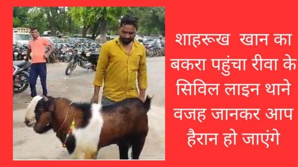 शाहरूख खान का बकरा पहुंचा रीवा के सिविल लाइन थाने वजह जानकर आप हैरान हो जाएंगे