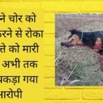 कुत्ते ने चोर को चोरी करने से रोका तो कुत्ते को मारी गोली अभी तक नहीं पकड़ा गया आरोपी