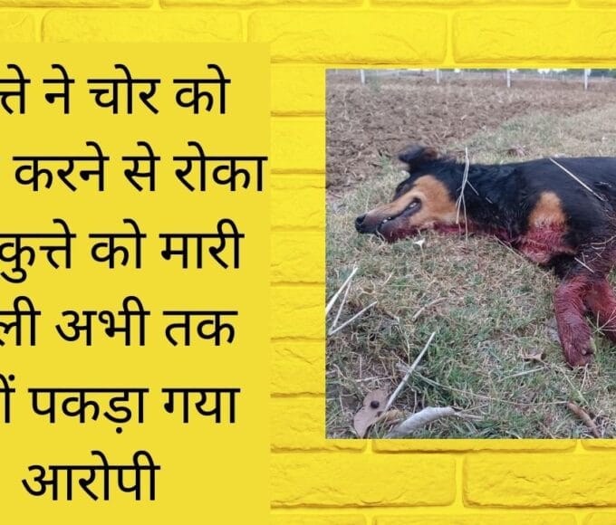 कुत्ते ने चोर को चोरी करने से रोका तो कुत्ते को मारी गोली अभी तक नहीं पकड़ा गया आरोपी
