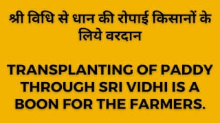 Transplanting of paddy through Sri Vidhi is a boon for the farmers.