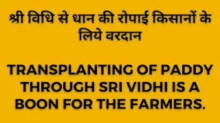 Transplanting of paddy through Sri Vidhi is a boon for the farmers.