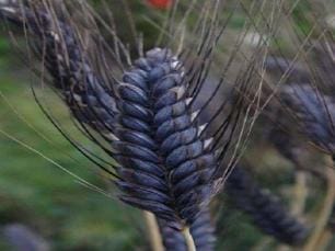 Black-Wheat-Rewa-Today