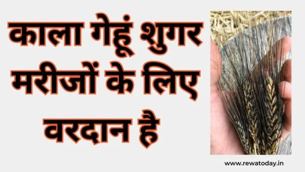 काला गेहूं शुगर मरीजों के लिए वरदान है