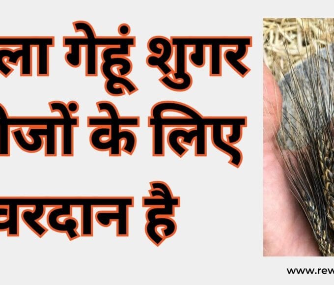 काला गेहूं शुगर मरीजों के लिए वरदान है