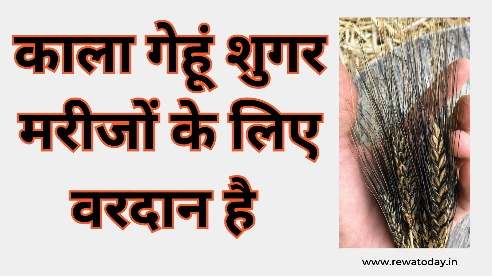 काला गेहूं शुगर मरीजों के लिए वरदान है