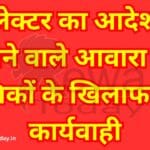 Major action against stray animal owners who do not obey collector's orders