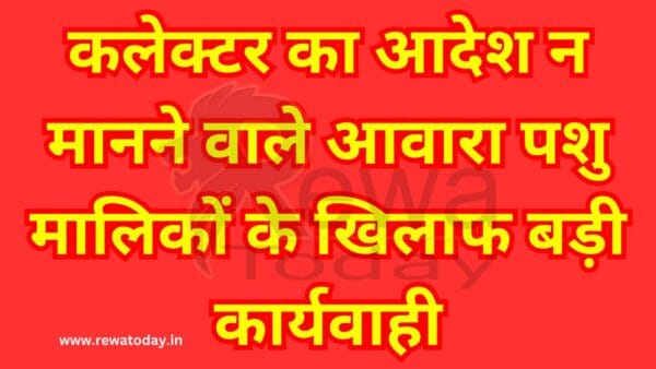 Major action against stray animal owners who do not obey collector's orders