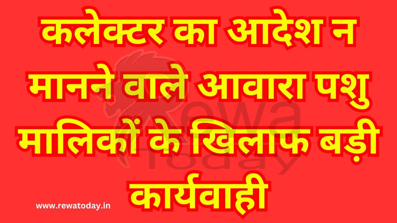 Major action against stray animal owners who do not obey collector's orders