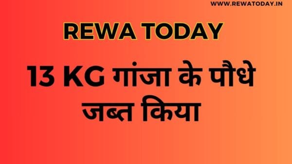 13 kg गांजा के पौधे जब्त किया