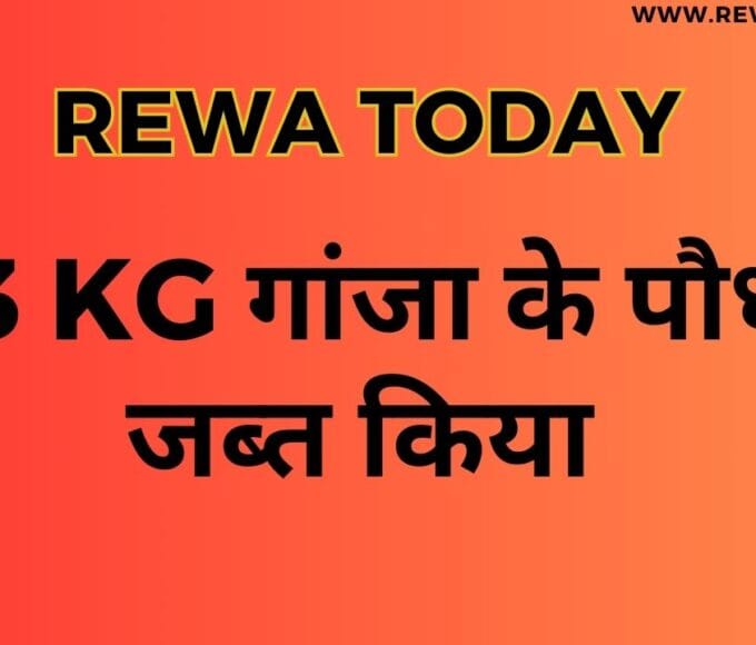 13 kg गांजा के पौधे जब्त किया