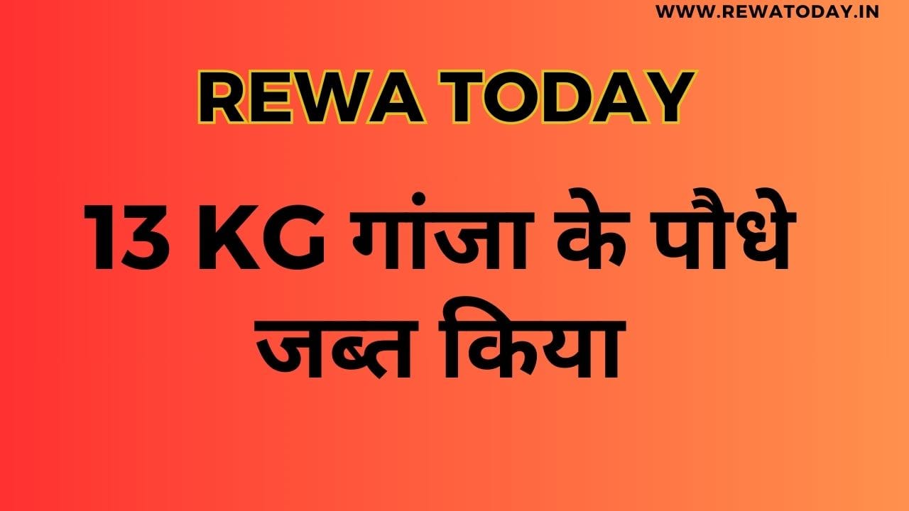 13 kg गांजा के पौधे जब्त किया