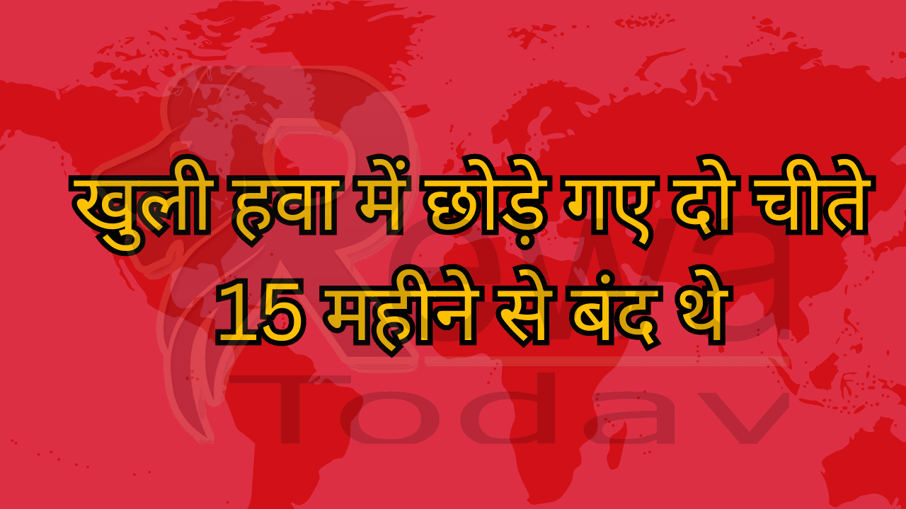 खुली हवा में छोड़े गए दो चीते 15 महीने से बंद थे
