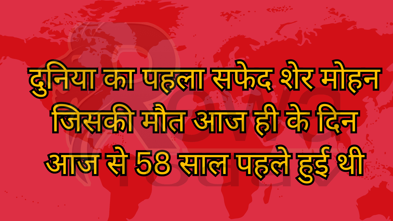 दुनिया का पहला सफेद शेर मोहन जिसकी मौत आज ही के दिन आज से 58 साल पहले हुई थी