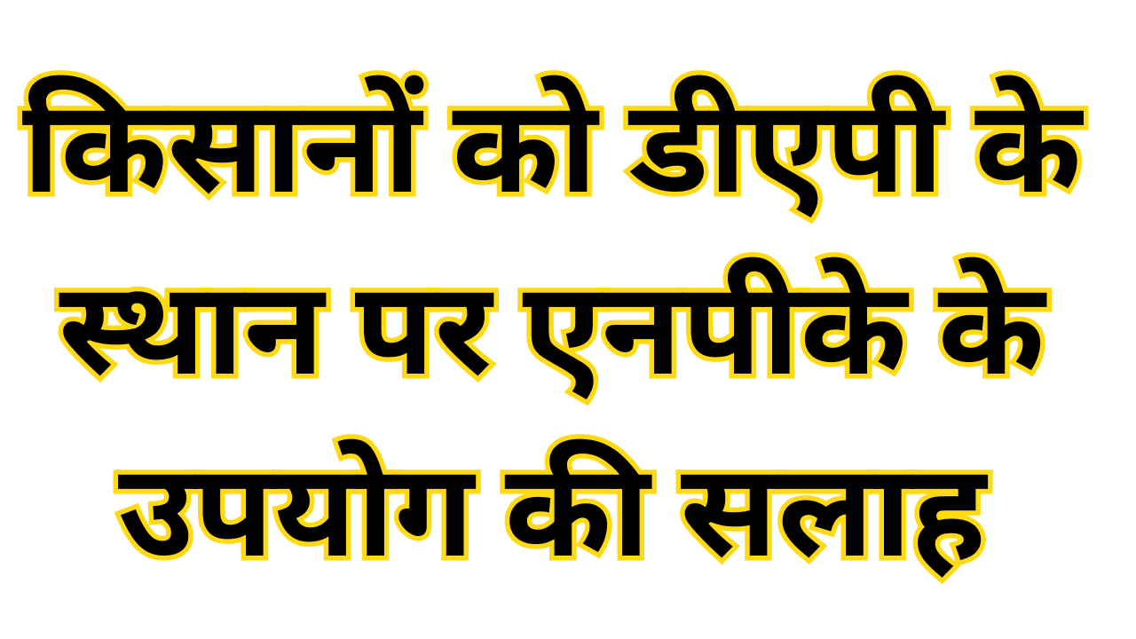 Farmers are advised to use NPK instead of DAP