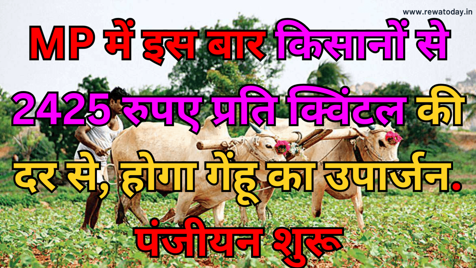 MP में इस बार किसानों से 2425 रुपए प्रति क्विंटल की दर से, होगा गेंहू का उपार्जन. पंजीयन शुरू