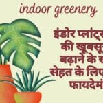 इंडोर प्लांट्स: घर की खूबसूरती बढ़ाने के साथ सेहत के लिए भी हैं फायदेमंद
