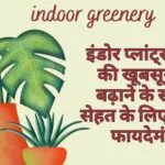 इंडोर प्लांट्स: घर की खूबसूरती बढ़ाने के साथ सेहत के लिए भी हैं फायदेमंद