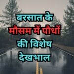 बरसात के मौसम में पौधों की विशेष देखभाल
