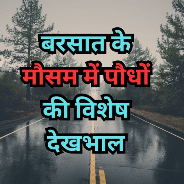बरसात के मौसम में पौधों की विशेष देखभाल