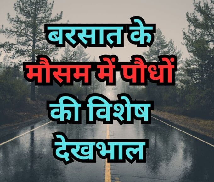 बरसात के मौसम में पौधों की विशेष देखभाल