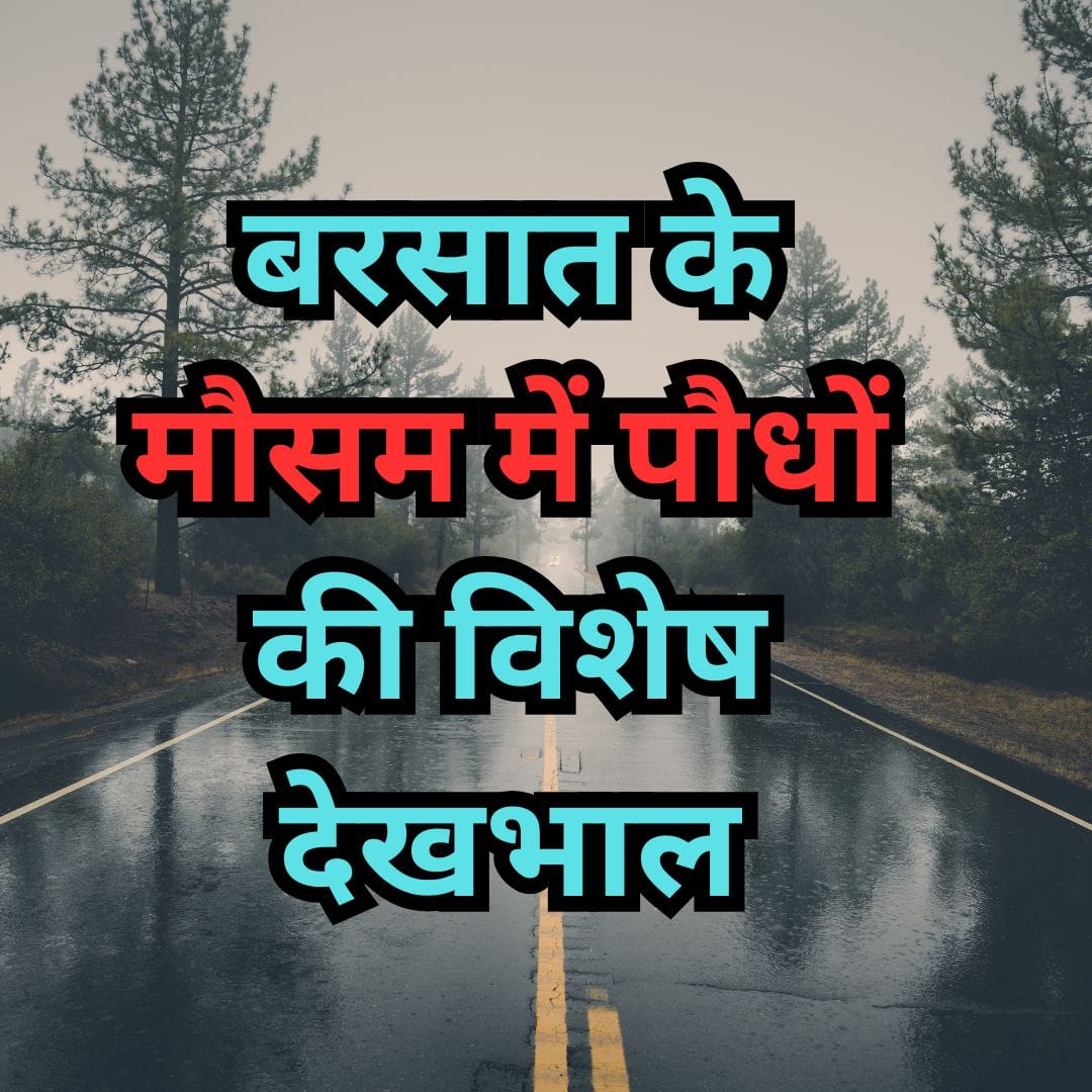 बरसात के मौसम में पौधों की विशेष देखभाल