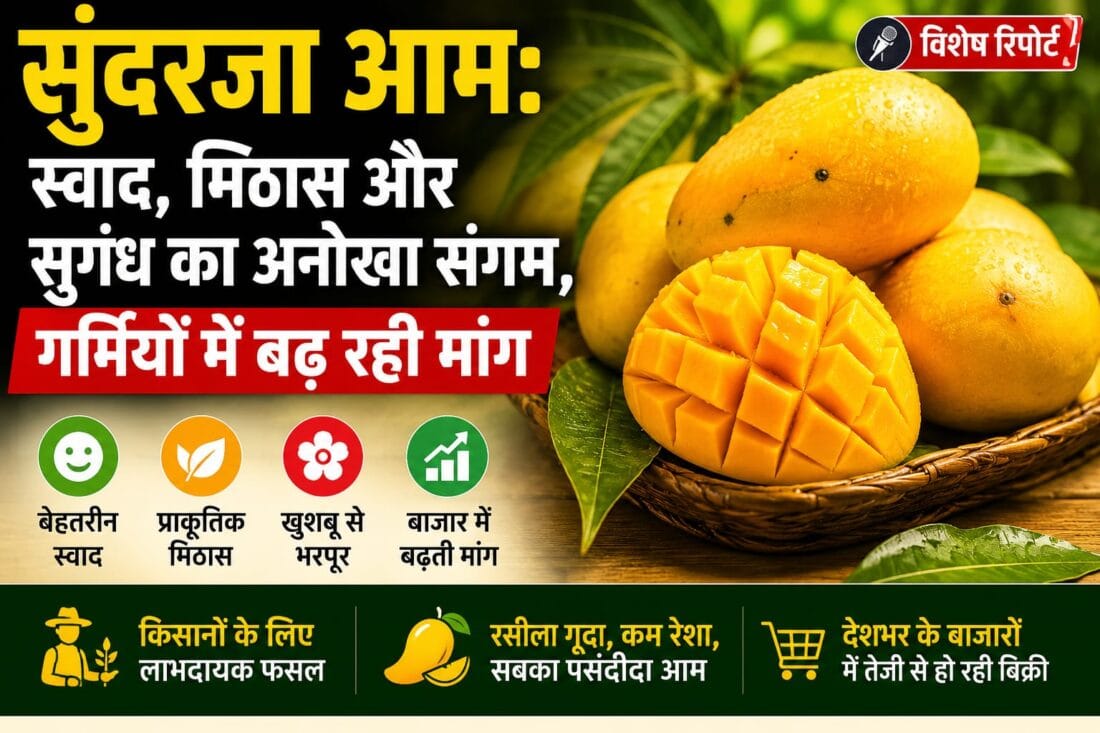 सुंदरजा आम: स्वाद, मिठास और सुगंध का अनोखा संगम, गर्मियों में बढ़ रही मांग