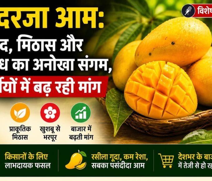 सुंदरजा आम: स्वाद, मिठास और सुगंध का अनोखा संगम, गर्मियों में बढ़ रही मांग